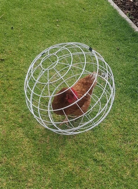 metal mesh enclosure sphere|spherical chicken enclosure.